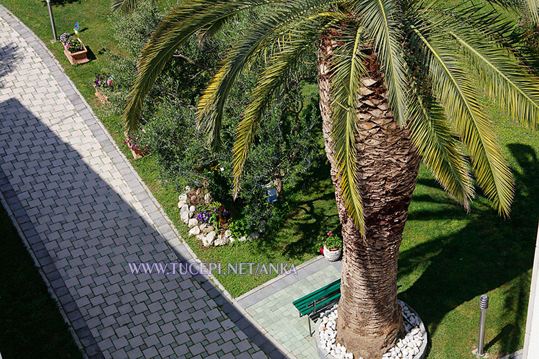 Villa Anka, Tučepi, house and garden with olive trees, fruits