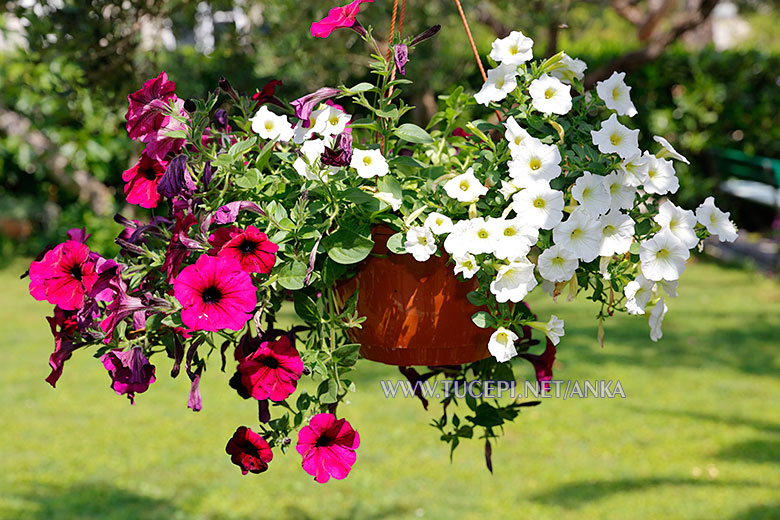 Villa Anka, Tučepi, garden flowers