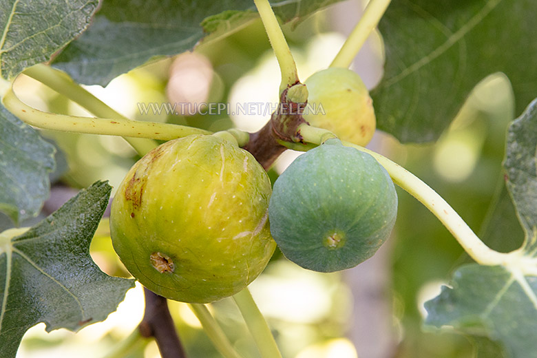 figs