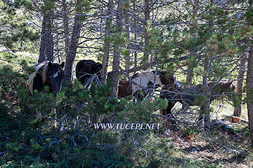 Nice, good, wild horses, mountain Biokovo