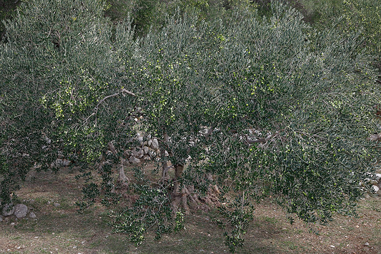 olive tree