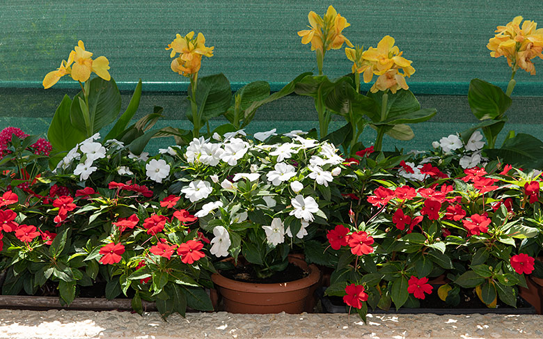 Flowers in the vestibule