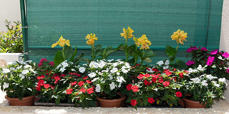 Flowers in the vestibule