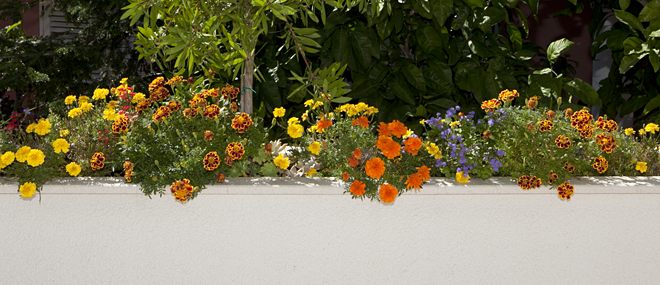 apartments Matilda, Tučepi - flowers