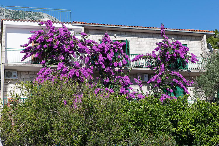 apartments Mravičić, Tučepi - house 1