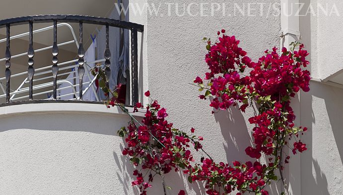 Flower tree on the house