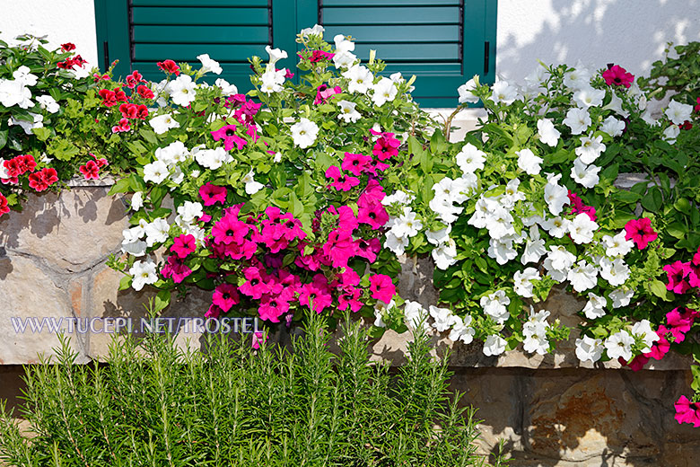 Apartments Trostel, Tučepi - flowers in the garden